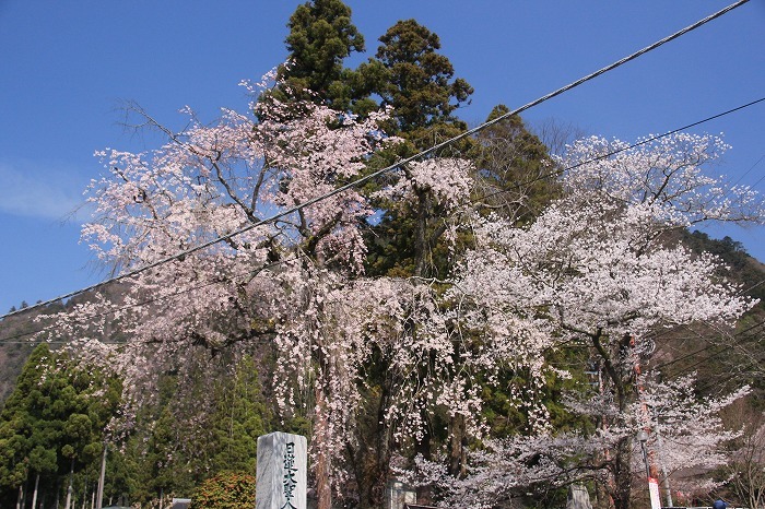 枝垂れ桜の久遠寺・２_f0327034_09504760.jpg