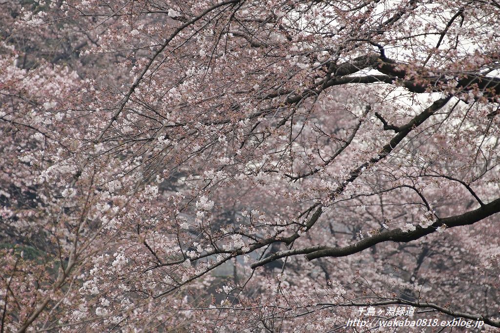 千鳥ヶ淵緑道は桜の花のトンネルに！！！_e0052135_17264053.jpg