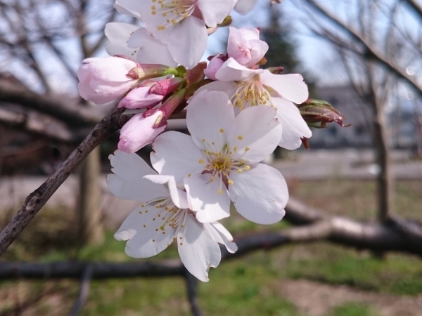 春一番の花　その二_f0224736_10115690.jpg