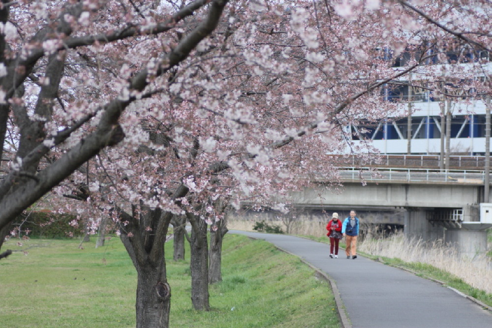 手賀沼遊歩道の桜ライトアップ 四季の色 Colors Of The Four Seasons 手賀沼遊歩道の桜ライトアップ 四季の色 Colors Of The Four Seasons