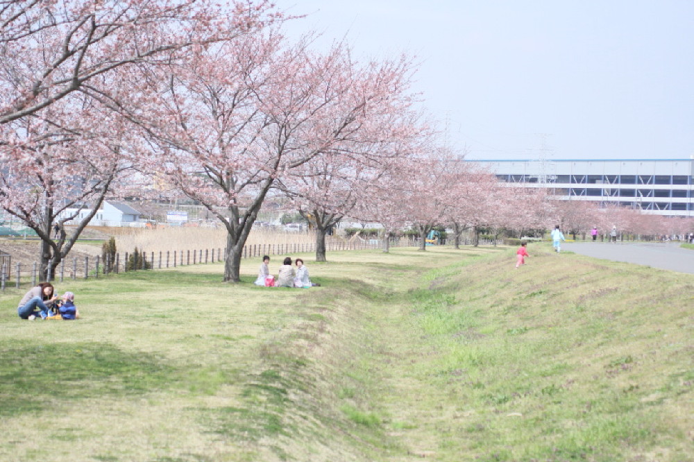 手賀沼遊歩道の桜ライトアップ 四季の色 Colors Of The Four Seasons