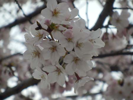 桜、桜、さくら～＼（○＾ω＾○）／ _a0043939_21252879.jpg