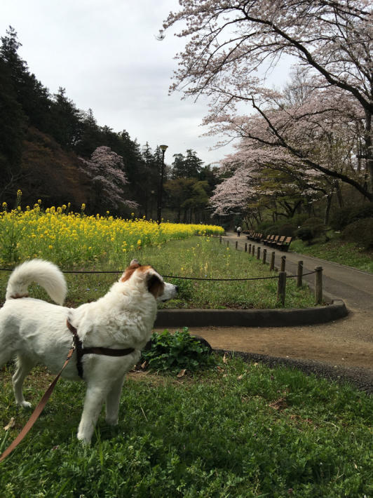 桜が見頃❗️＆難聴その後。_b0086939_19544719.jpg