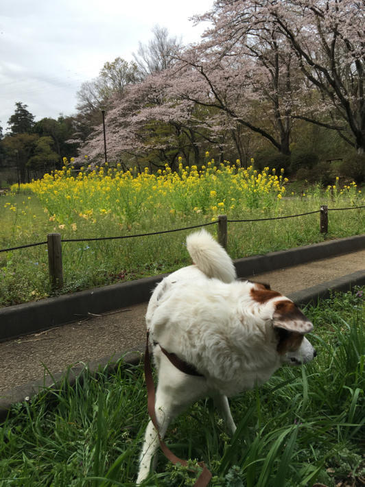 桜が見頃❗️＆難聴その後。_b0086939_19544895.jpg