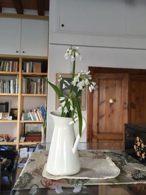 野生のニラを見つけました_d0136540_02205772.jpg