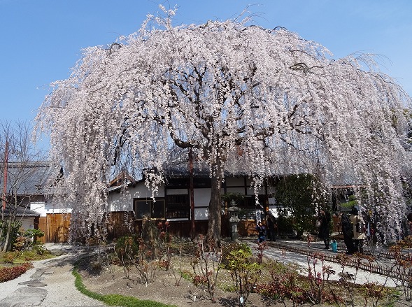 本満寺の枝垂れ桜_b0299042_20463151.jpg