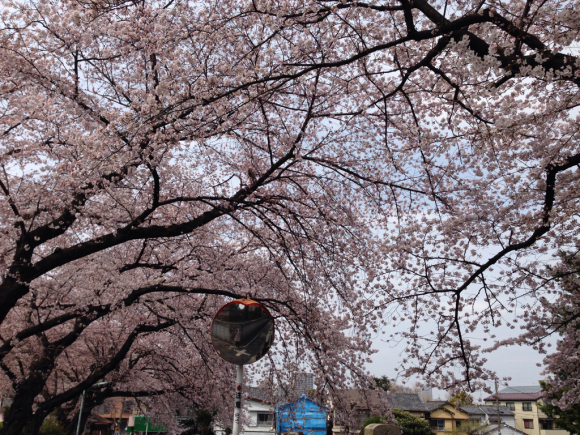 桜満開ですね_f0140343_16050050.jpg