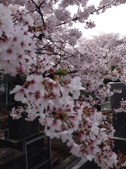 桜満開ですね_f0140343_16050065.jpg