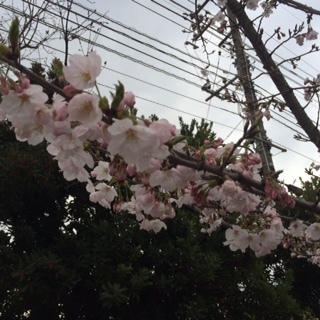 クラモクの桜、咲いています！_b0211845_18391836.jpg