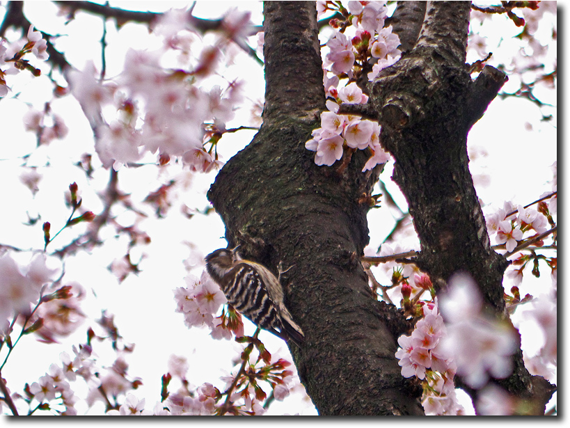 街路樹の桜　　　_d0091147_9255448.jpg