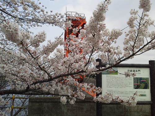 ウォーキングやってます43～土手の桜2016_c0098148_1433744.jpg