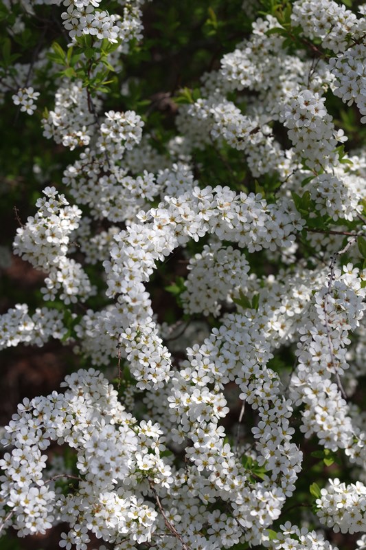 春に浸る2016（見沼散歩植物編）_b0144049_1692266.jpg