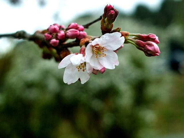 満開のキンキマメザクラと、伊香立桜・仰木の棚田一本桜・・高島の人と木_d0005250_16412223.jpg