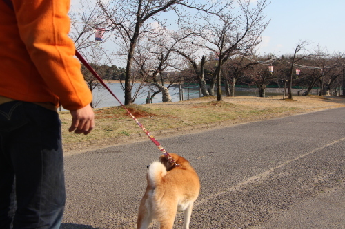 満開になる前の洲原公園_f0245650_19452691.jpg