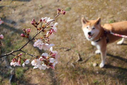 満開になる前の洲原公園_f0245650_19580376.jpg