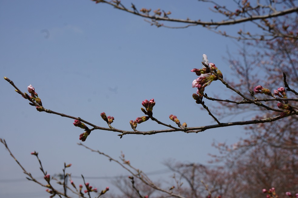 北条大池の桜、開花情報　第２弾！2016_b0124462_11322368.jpg