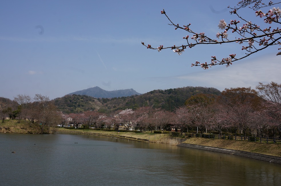 北条大池の桜、開花情報　第２弾！2016_b0124462_1132779.jpg