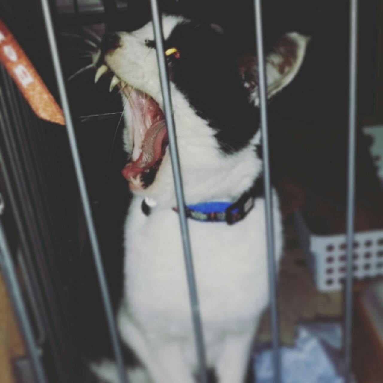 e0338864_00205336.jpeg