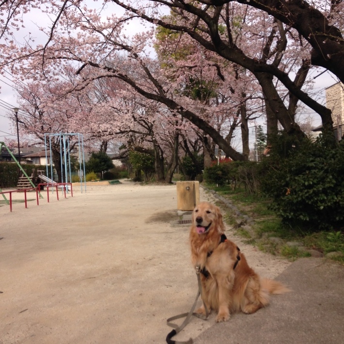 満開の桜とジャスパー 2016_d0152765_21192285.jpeg