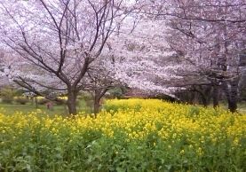 今日は若い土佐人の協力でお花見会!!_f0291565_11380544.jpg