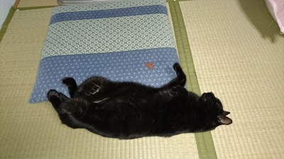 人間のように寝るネコのようなネコ_c0248067_957100.jpg