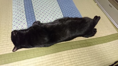 人間のように寝るネコのようなネコ_c0248067_975975.jpg