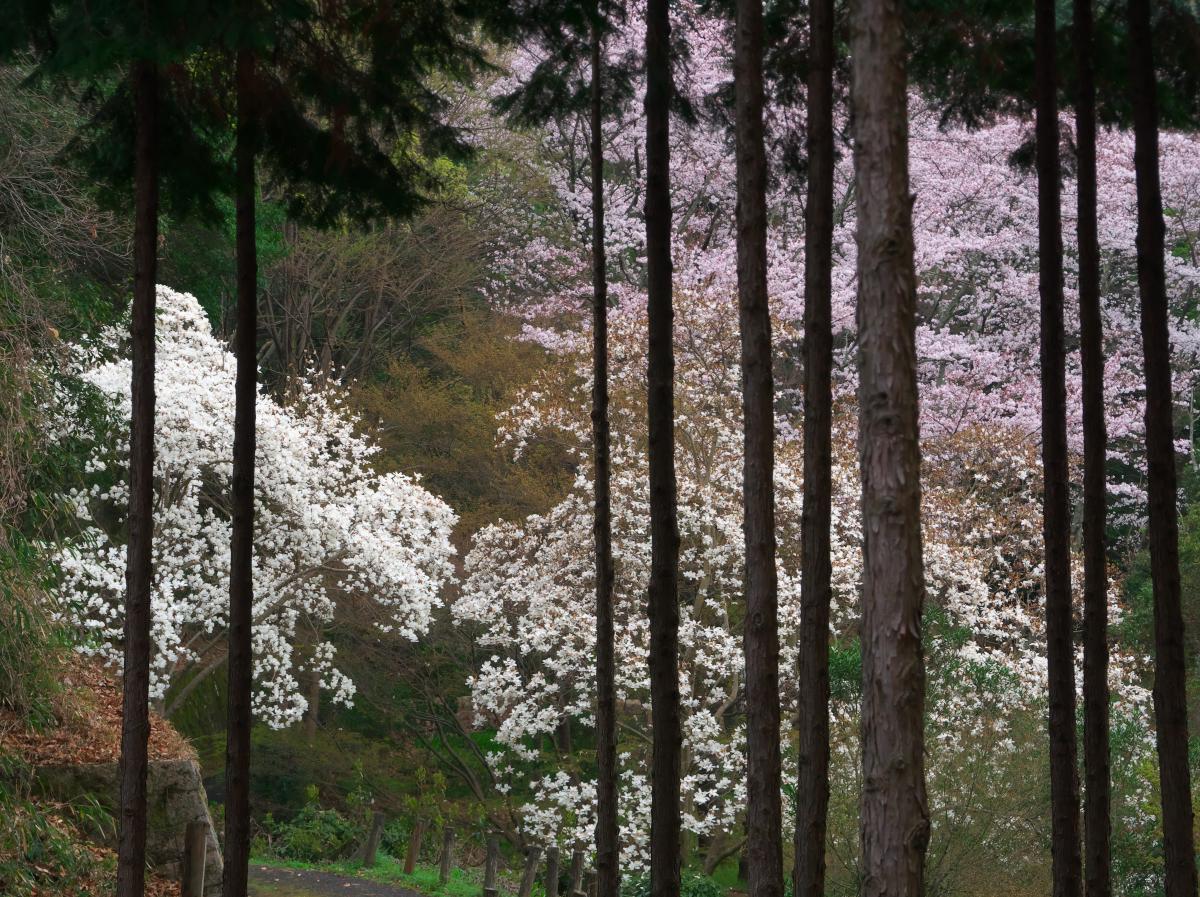 　万葉の森　春雨_b0161171_16485491.jpg