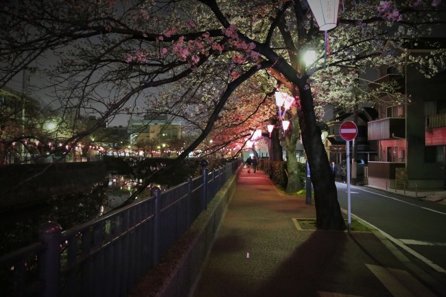 大岡川の桜とハガキ_f0310873_05540580.jpg