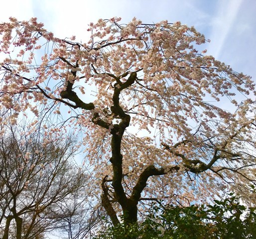 春の京都「蘇鉄庵」「桜初開 茶事」♪_a0138976_179414.jpg