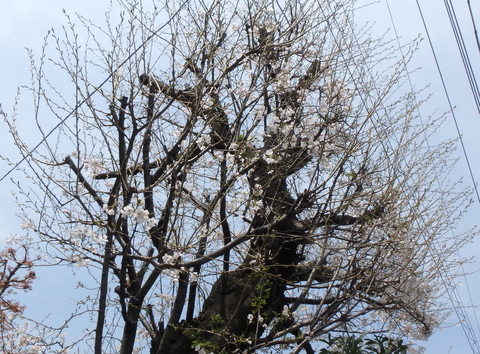 桜３本 咲き具合チェック_f0052277_2213737.jpg