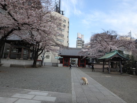 桜３本 咲き具合チェック_f0052277_2481957.jpg