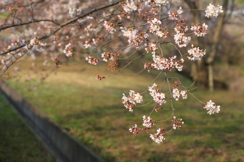 桜２_a0170378_1931423.jpg