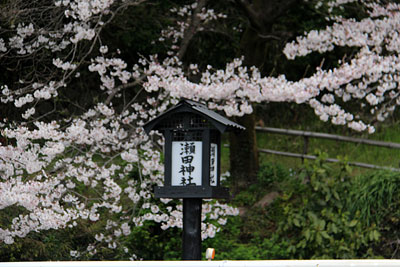 瀬田神社の桜_c0152779_11113315.jpg