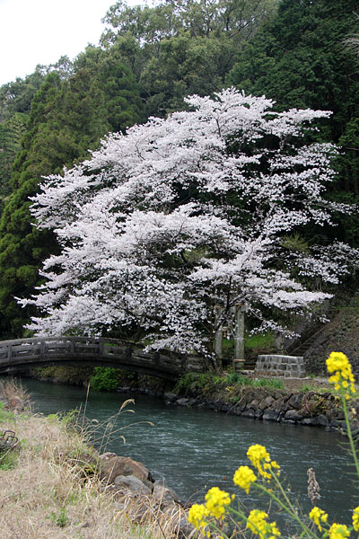 瀬田神社の桜_c0152779_11203937.jpg