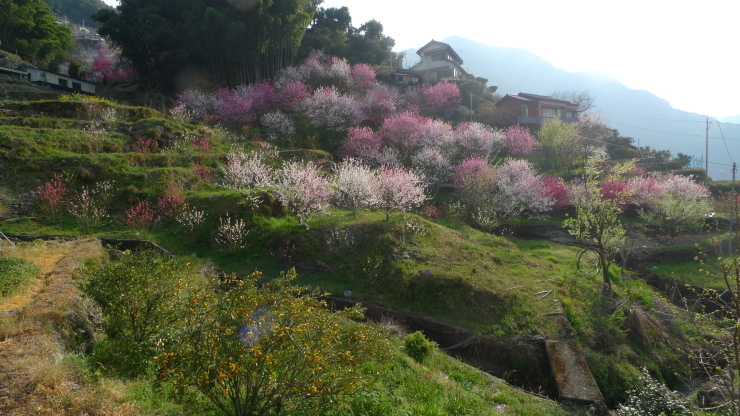 仁淀川町寺村～高知市～土佐山田町平山_c0212083_08160932.jpg