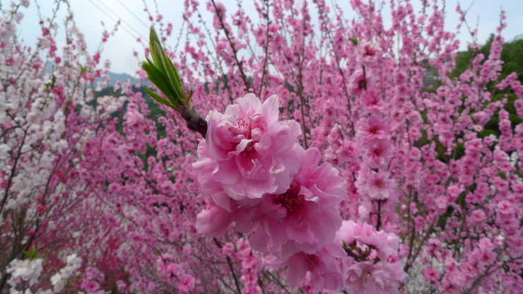 仁淀川町寺村～高知市～土佐山田町平山_c0212083_08165905.jpg