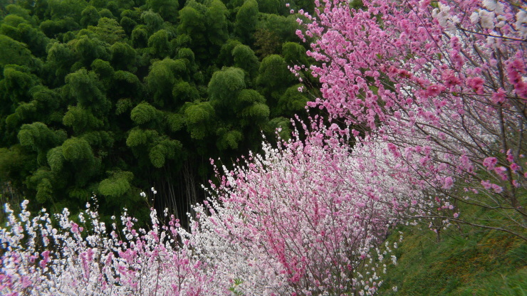 仁淀川町寺村～高知市～土佐山田町平山_c0212083_08354867.jpg