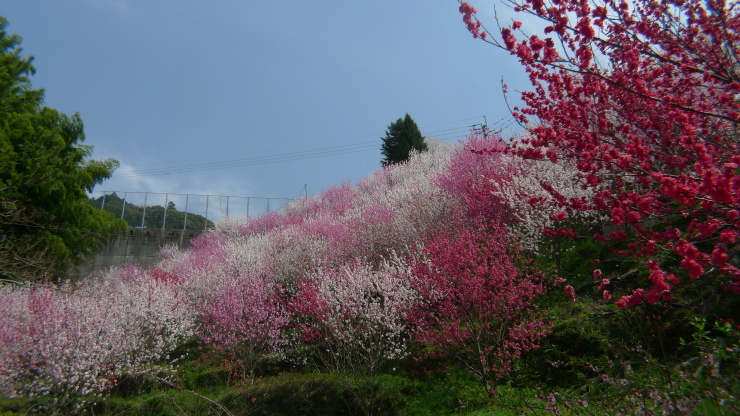 仁淀川町寺村～高知市～土佐山田町平山_c0212083_08361991.jpg