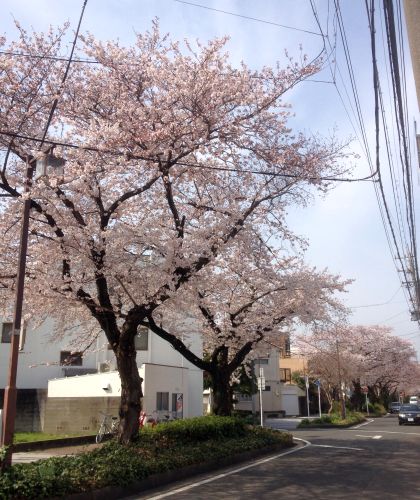 桜が満開です（3月31日）_d0021786_9443734.jpg