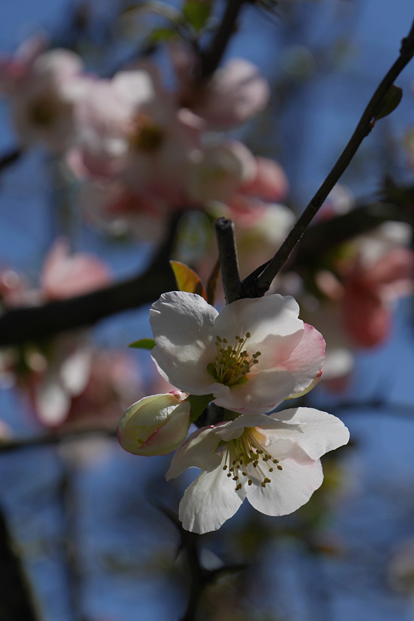 16.03.21：kajiさんと久しぶりの撮影オフは蕨野で菜の花１_c0007190_20165019.jpg