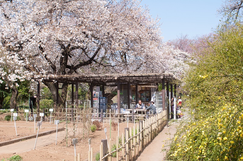  春盛る　植物園_c0228194_1383271.jpg