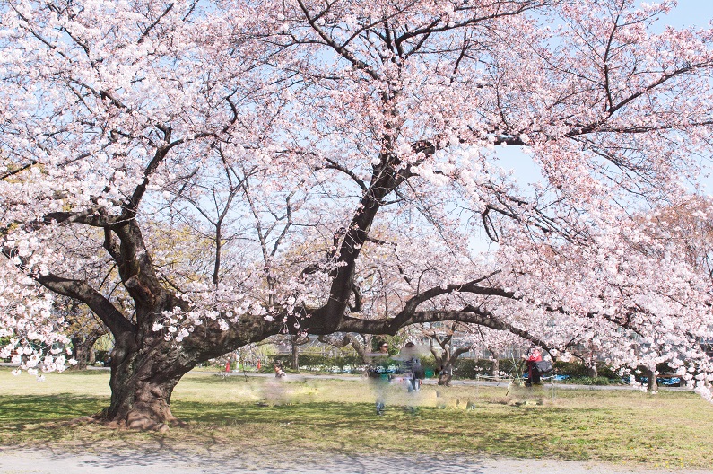 　小石川植物園_c0228194_9423672.jpg