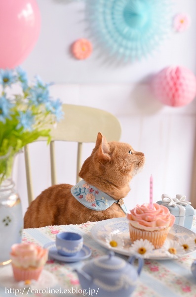 あぺりらの10歳の誕生日　　Happy Birthday Apelila!_d0025294_20590708.jpg