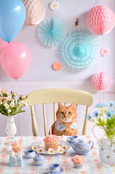 あぺりらの10歳の誕生日　　Happy Birthday Apelila!_d0025294_20591379.jpg