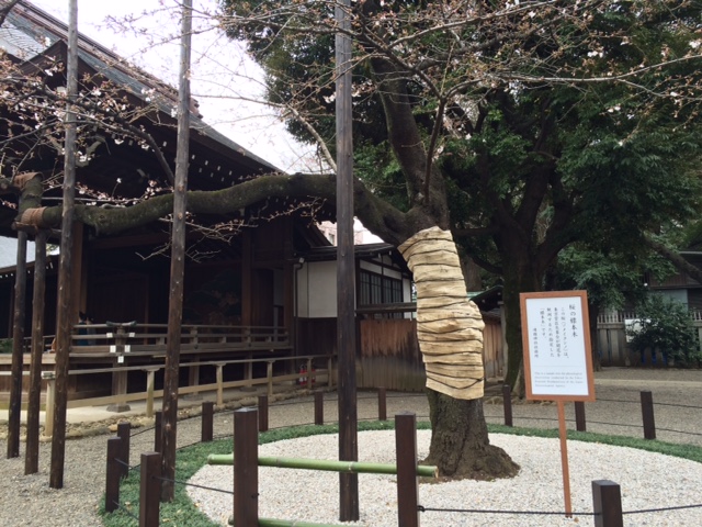 2016年の桜(1)_b0129897_16453616.jpg