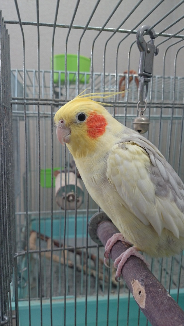 オカメインコ_b0146998_8233655.jpg