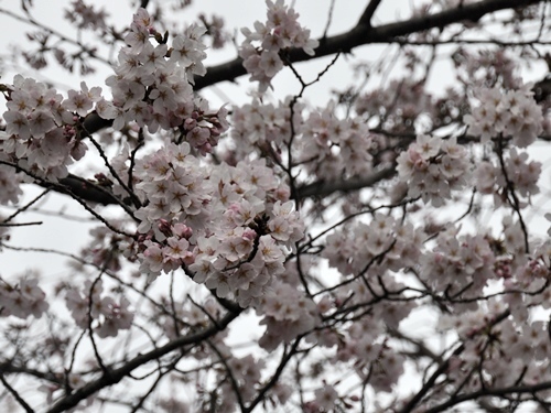 桜・サクラ_f0176499_09373478.jpg