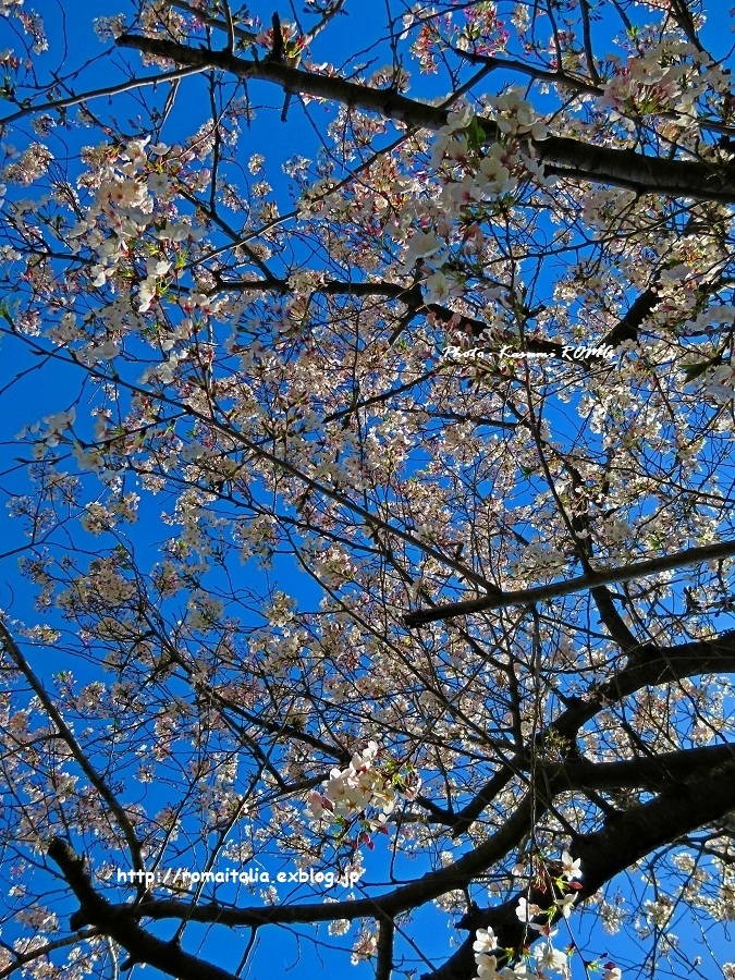 b0096600_554382.jpg