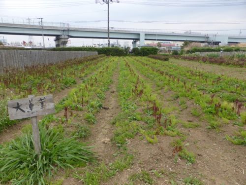 2016芍薬シーズン_f0162400_07015707.jpg