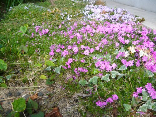 自家製挿し木ガジュマル 根が太くなってきたけど減ってる あんにゅいん 陶芸猫さん